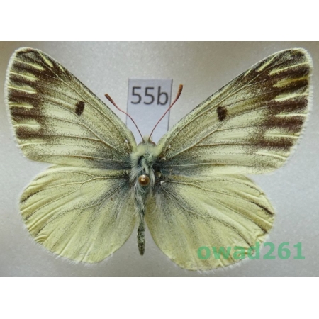 Colias sifanica Grum-Grshimailo, 1891 male China55b